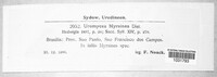 Uromyces myrsines image